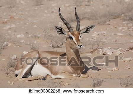 "Arabian Oryx (Oryx leucoryx), Oman, Asia" View Large Photo Image Stock Photo - "Arabian Oryx (Oryx leucoryx), Oman, Asia". Fotosearch