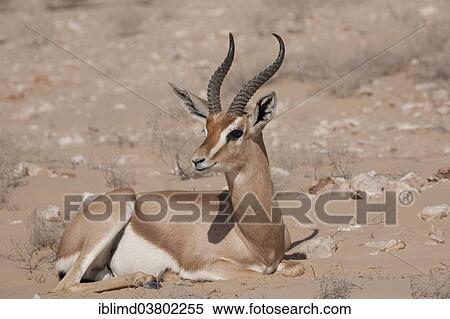 "Arabian Oryx (Oryx leucoryx), Oman, Asia" View Large Photo Image Stock Photography - "Arabian Oryx (Oryx leucoryx), Oman, Asia". Fotosearch