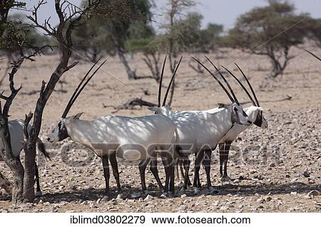 Stock Photo - "Arabian Oryx (Oryx leucoryx) seeking shade under a tree, Oman, Asia". Fotosearch