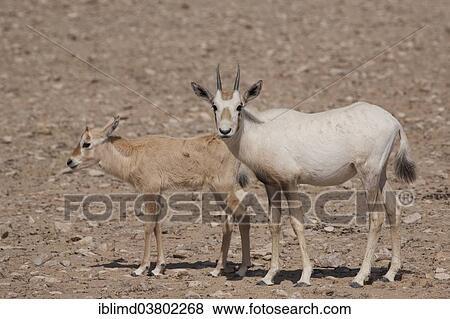 Stock Photo - "Arabian Oryx (Oryx leucoryx) with a calf, Oman, Asia". Fotosearch