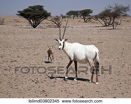 Stock Photography - "Arabian Oryx (Oryx leucoryx) with a calf, Oman, Asia". Fotosearch
