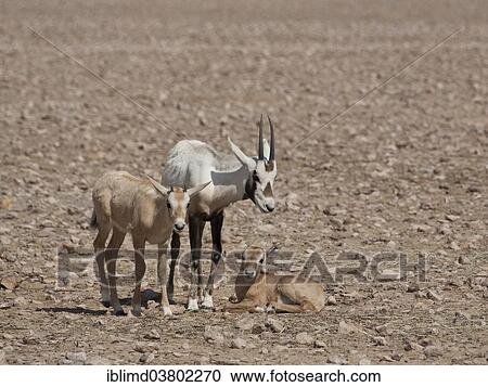 Stock Image - "Arabian Oryx (Oryx leucoryx) with calves, Oman, Asia". Fotosearch