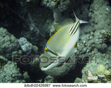 "Arabian Picasso Triggerfish (Rhinecanthus assasi), Mangrove Bay, Red Sea, Egypt, Africa" View Large Photo Image Stock Photo - "Arabian Picasso Triggerfish (Rhinecanthus assasi), Mangrove Bay, Red Sea, Egypt, Africa". Fotosearch