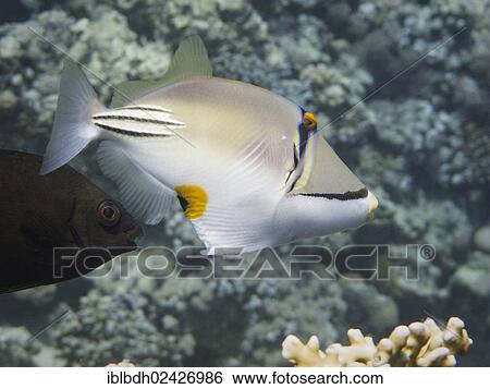 "Arabian Picasso Triggerfish (Rhinecanthus assasi), Mangrove Bay, Red Sea, Egypt, Africa" View Large Photo Image Stock Photograph - "Arabian Picasso Triggerfish (Rhinecanthus assasi), Mangrove Bay, Red Sea, Egypt, Africa". Fotosearch