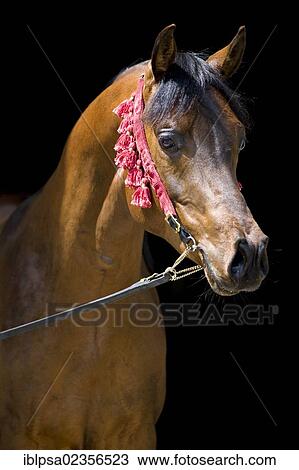 "Arabian stallion, brown, portrait, wearing a show halter, North Tyrol, Austria, Europe" View Large Photo Image Stock Image - "Arabian stallion, brown, portrait, wearing a show halter, North Tyrol, Austria, Europe". Fotosearch