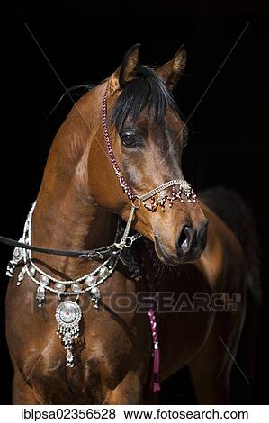 "Arabian stallion, brown, portrait, wearing a show halter, North Tyrol, Austria, Europe" View Large Photo Image Stock Photo - "Arabian stallion, brown, portrait, wearing a show halter, North Tyrol, Austria, Europe". Fotosearch