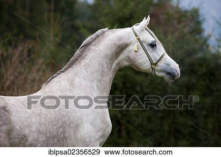 "Arabian stallion, gray, portrait, wearing a show halter, North Tyrol, Austria, Europe" View Large Photo Image Stock Photo - "Arabian stallion, gray, portrait, wearing a show halter, North Tyrol, Austria, Europe". Fotosearch