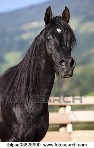 "Arabian Thoroughbred Horse, black stallion, North Tyrol, Austria, Europe" View Large Photo Image Stock Image - "Arabian Thoroughbred Horse, black stallion, North Tyrol, Austria, Europe". Fotosearch