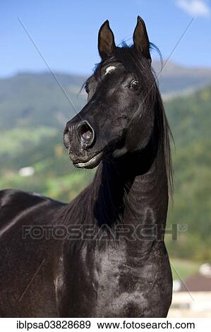 "Arabian Thoroughbred Horse, black stallion, North Tyrol, Austria, Europe" View Large Photo Image Stock Photo - "Arabian Thoroughbred Horse, black stallion, North Tyrol, Austria, Europe". Fotosearch