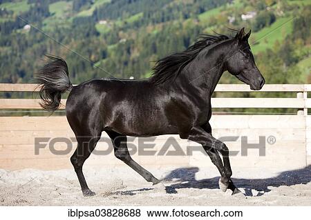 "Arabian Thoroughbred Horse galloping in a roundpen, black stallion, North Tyrol, Austria, Europe" View Large Photo Image Stock Photo - "Arabian Thoroughbred Horse galloping in a roundpen, black stallion, North Tyrol, Austria, Europe". Fotosearch
