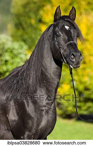 "Arabian Thoroughbred Horse wearing a show halter, black stallion, in autumn, Austria, Europe" View Large Photo Image Stock Image - "Arabian Thoroughbred Horse wearing a show halter, black stallion, in autumn, Austria, Europe". Fotosearch