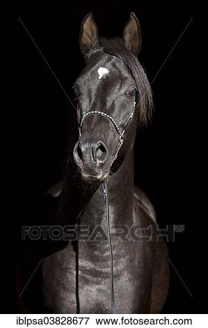 "Arabian Thoroughbred Horse wearing a show halter, black stallion, Austria, Europe" View Large Photo Image Stock Photo - "Arabian Thoroughbred Horse wearing a show halter, black stallion, Austria, Europe". Fotosearch