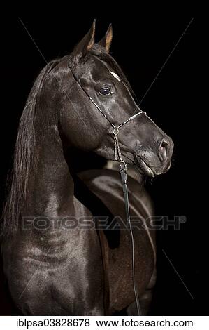 "Arabian Thoroughbred Horse wearing a show halter, black stallion, Austria, Europe" View Large Photo Image Stock Photo - "Arabian Thoroughbred Horse wearing a show halter, black stallion, Austria, Europe". Fotosearch
