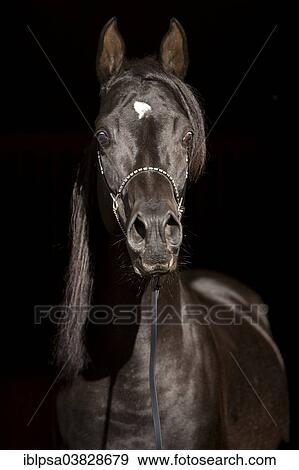 "Arabian Thoroughbred Horse wearing a show halter, black stallion, Austria, Europe" View Large Photo Image Stock Photo - "Arabian Thoroughbred Horse wearing a show halter, black stallion, Austria, Europe". Fotosearch