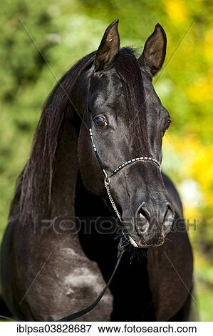 "Arabian Thoroughbred Horse wearing a show halter, black stallion, in autumn, Austria, Europe" View Large Photo Image Stock Photo - "Arabian Thoroughbred Horse wearing a show halter, black stallion, in autumn, Austria, Europe". Fotosearch