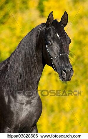 "Arabian Thoroughbred Horse wearing a show halter, black stallion, in autumn, Austria, Europe" View Large Photo Image Stock Photograph - "Arabian Thoroughbred Horse wearing a show halter, black stallion, in autumn, Austria, Europe". Fotosearch