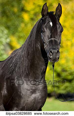 "Arabian Thoroughbred Horse wearing a show halter, black stallion, in autumn, Austria, Europe" View Large Photo Image Stock Photography - "Arabian Thoroughbred Horse wearing a show halter, black stallion, in autumn, Austria, Europe". Fotosearch