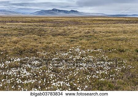 "Arctic Cotton grass (Eriophorum scheuchzeri ssp. arcticum) on a plain, Wrangel Island, UNESCO World Heritage site, Chukotka Autonomous Okrug, Russia, Europe" View Large Photo Image Picture - "Arctic Cotton grass (Eriophorum scheuchzeri ssp. arcticum) on a plain, Wrangel Island, UNESCO World Heritage site, Chukotka Autonomous Okrug, Russia, Europe". Fotosearch