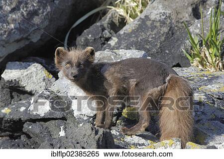 "Arctic Fox (Alopex lagopus), adult, moulting coat, standing on rocks, Yankicha Island, Kuril Islands, Sakhalin Oblast, Russia, Europe" View Large Photo Image Stock Photography - "Arctic Fox (Alopex lagopus), adult, moulting coat, standing on rocks, Yankicha Island, Kuril Islands, Sakhalin Oblast, Russia, Europe". Fotosearch