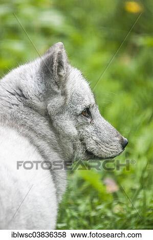"Arctic Fox (Vulpes lagopus), captive, Saarland, Germany, Europe" View Large Photo Image Stock Photo - "Arctic Fox (Vulpes lagopus), captive, Saarland, Germany, Europe". Fotosearch