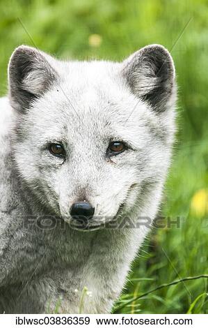 "Arctic Fox (Vulpes lagopus), captive, Saarland, Germany, Europe" View Large Photo Image Stock Photo - "Arctic Fox (Vulpes lagopus), captive, Saarland, Germany, Europe". Fotosearch