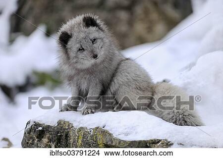 "Arctic fox (Vulpes lagopus) sitting in snow, captive, Baden-Wuerttemberg, Germany, Europe" View Large Photo Image Picture - "Arctic fox (Vulpes lagopus) sitting in snow, captive, Baden-Wuerttemberg, Germany, Europe". Fotosearch