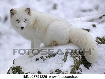"Arctic fox (Vulpes lagopus) sitting in snow, captive, Baden-Wuerttemberg, Germany, Europe" View Large Photo Image Stock Photography - "Arctic fox (Vulpes lagopus) sitting in snow, captive, Baden-Wuerttemberg, Germany, Europe". Fotosearch