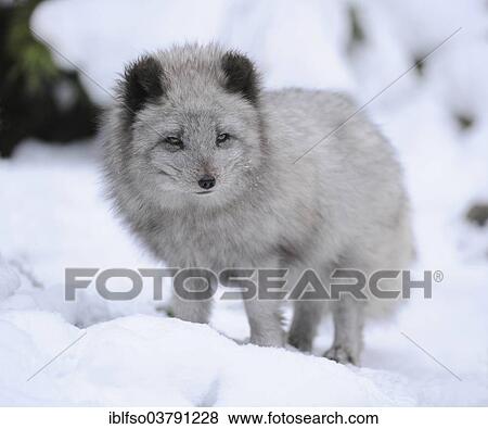 "Arctic fox (Vulpes lagopus) standing in snow, captive, Baden-Wuerttemberg, Germany, Europe" View Large Photo Image Stock Photo - "Arctic fox (Vulpes lagopus) standing in snow, captive, Baden-Wuerttemberg, Germany, Europe". Fotosearch