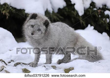 "Arctic fox (Vulpes lagopus) standing in snow, captive, Baden-Wuerttemberg, Germany, Europe" View Large Photo Image Stock Photograph - "Arctic fox (Vulpes lagopus) standing in snow, captive, Baden-Wuerttemberg, Germany, Europe". Fotosearch