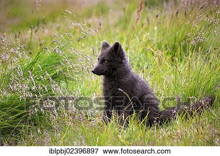 Stock Photo - "Arctic Fox (Vulpes lagopus), Hornstrandir, West Iceland, Iceland, Europe". Fotosearch