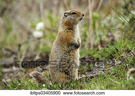 "Arctic Ground Squirrel (Spermophilus parryii) foraging for food in the Arctic tundra, Denali National Park, Alaska, United States, North America" View Large Photo Image Stock Image - "Arctic Ground Squirrel (Spermophilus parryii) foraging for food in the Arctic tundra, Denali National Park, Alaska, United States, North America". Fotosearch
