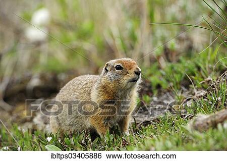 "Arctic Ground Squirrel (Spermophilus parryii) foraging for food in the Arctic tundra, Denali National Park, Alaska, United States, North America" View Large Photo Image Stock Photograph - "Arctic Ground Squirrel (Spermophilus parryii) foraging for food in the Arctic tundra, Denali National Park, Alaska, United States, North America". Fotosearch