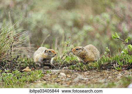 "Arctic Ground Squirrels (Spermophilus parryii) foraging for food in the Arctic tundra, Denali National Park, Alaska, United States, North America" View Large Photo Image Picture - "Arctic Ground Squirrels (Spermophilus parryii) foraging for food in the Arctic tundra, Denali National Park, Alaska, United States, North America". Fotosearch