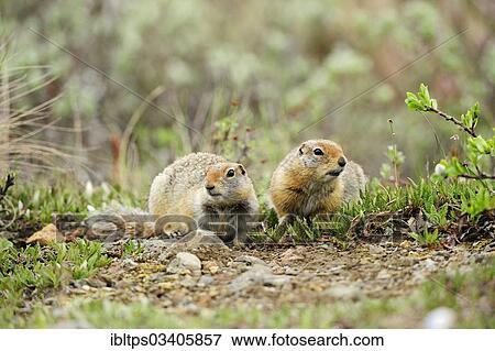 "Arctic Ground Squirrels (Spermophilus parryii) foraging for food in the Arctic tundra, Denali National Park, Alaska, United States, North America" View Large Photo Image Stock Photo - "Arctic Ground Squirrels (Spermophilus parryii) foraging for food in the Arctic tundra, Denali National Park, Alaska, United States, North America". Fotosearch