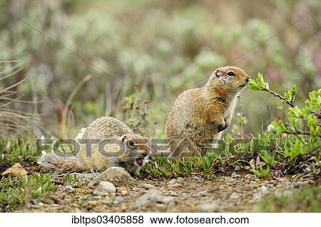 "Arctic Ground Squirrels (Spermophilus parryii) foraging for food in the Arctic tundra, Denali National Park, Alaska, United States, North America" View Large Photo Image Stock Photo - "Arctic Ground Squirrels (Spermophilus parryii) foraging for food in the Arctic tundra, Denali National Park, Alaska, United States, North America". Fotosearch