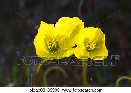 Stock Image - "Arctic poppy (Papaver radicatum), Wrangel, Chukotka, Russia, Europe". Fotosearch