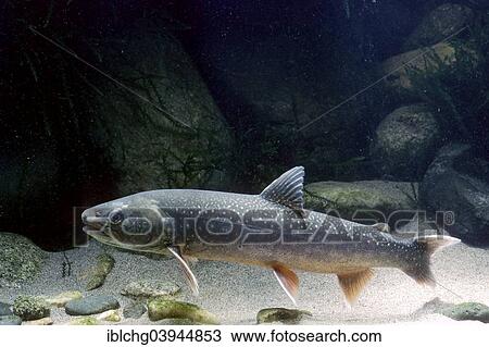 Stock Image - "Arctic Shar (Salvelinus alpinus), captive, France, Europe". Fotosearch