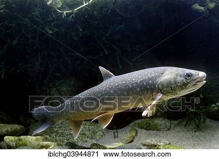 Stock Image - "Arctic Shar (Salvelinus alpinus), captive, France, Europe". Fotosearch