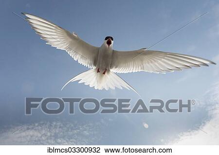 Stock Image - "Arctic Tern (Sterna paradisaea) in flight, Sankt Peter-Ording, Eiderstedt, North Frisia, Schleswig-Holstein, Germany, Europe". Fotosearch