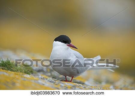 "Arctic Tern (Sterna paradisaea), Inner Farne, Farne Islands, Northumberland, England, United Kingdom, Europe" View Large Photo Image Stock Image - "Arctic Tern (Sterna paradisaea), Inner Farne, Farne Islands, Northumberland, England, United Kingdom, Europe". Fotosearch