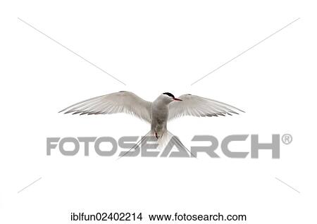 "Arctic tern (Sterna paradisaea), Shetland, Scotland, United Kingdom, Europe" View Large Photo Image Picture - "Arctic tern (Sterna paradisaea), Shetland, Scotland, United Kingdom, Europe". Fotosearch