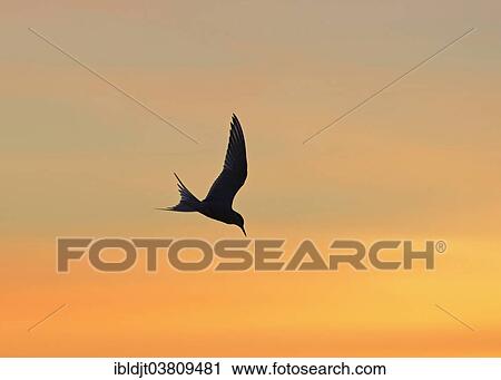 "Arctic Tern (Sterna paradisaea) silhouetted in late evening, Shetland Islands, Scotland, United Kingdom, Europe" View Large Photo Image Stock Image - "Arctic Tern (Sterna paradisaea) silhouetted in late evening, Shetland Islands, Scotland, United Kingdom, Europe". Fotosearch