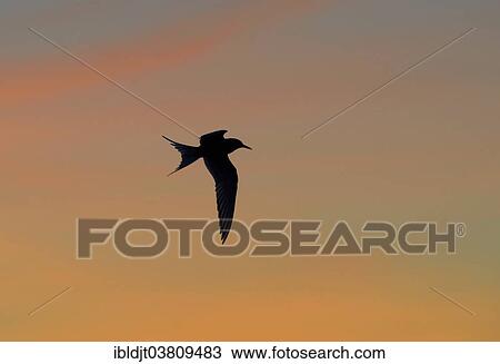 "Arctic Tern (Sterna paradisaea) silhouetted in late evening, Shetland Islands, Scotland, United Kingdom, Europe" View Large Photo Image Stock Image - "Arctic Tern (Sterna paradisaea) silhouetted in late evening, Shetland Islands, Scotland, United Kingdom, Europe". Fotosearch