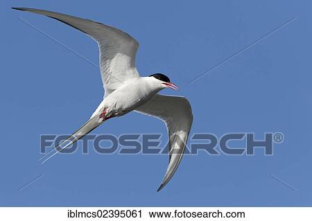"Arctic Tern (Sterna paradisaea), Eidersperrwerk dam, Wadden Sea National Park, Sankt Peter-Ording, Germany, Europe" View Large Photo Image Stock Image - "Arctic Tern (Sterna paradisaea), Eidersperrwerk dam, Wadden Sea National Park, Sankt Peter-Ording, Germany, Europe". Fotosearch