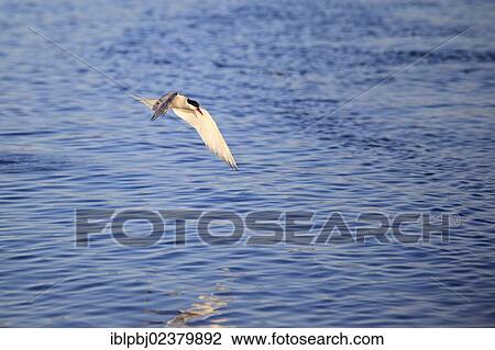 "Arctic Tern (Sterna paradisaea), Iceland, Europe" View Large Photo Image Stock Image - "Arctic Tern (Sterna paradisaea), Iceland, Europe". Fotosearch