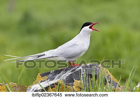 "Arctic Tern (Sterna paradisaea), adult, calling, standing on lichen covered rock, Inner Farne, Farne Island, Northumberland, England, United Kingdom, Europe" View Large Photo Image Stock Photography - "Arctic Tern (Sterna paradisaea), adult, calling, standing on lichen covered rock, Inner Farne, Farne Island, Northumberland, England, United Kingdom, Europe". Fotosearch