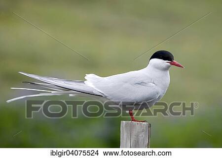 "Arctic Tern (Sterna paradisea), Iceland, Europe" View Large Photo Image Picture - "Arctic Tern (Sterna paradisea), Iceland, Europe". Fotosearch