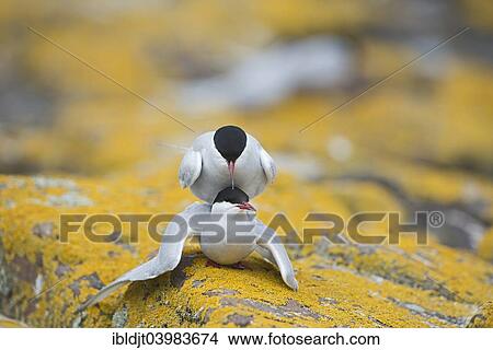 "Arctic Terns (Sterna paradisaea), mating, Inner Farne, Farne Islands, Northumberland, England, United Kingdom, Europe" View Large Photo Image Picture - "Arctic Terns (Sterna paradisaea), mating, Inner Farne, Farne Islands, Northumberland, England, United Kingdom, Europe". Fotosearch