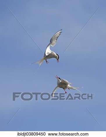 "Arctic Terns (Sterna paradisaea) fighting in mid air, Shetland Islands, Scotland, United Kingdom, Europe" View Large Photo Image Stock Image - "Arctic Terns (Sterna paradisaea) fighting in mid air, Shetland Islands, Scotland, United Kingdom, Europe". Fotosearch