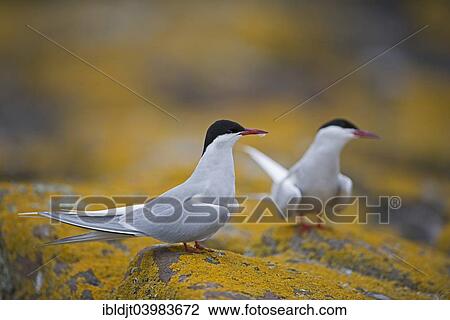 "Arctic Terns (Sterna paradisaea), Inner Farne, Farne Islands, Northumberland, England, United Kingdom, Europe" View Large Photo Image Stock Image - "Arctic Terns (Sterna paradisaea), Inner Farne, Farne Islands, Northumberland, England, United Kingdom, Europe". Fotosearch